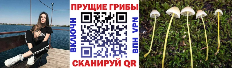 хочу   Тюкалинск  hydra как зайти  Псилоцибиновые грибы MAGIC MUSHROOMS 